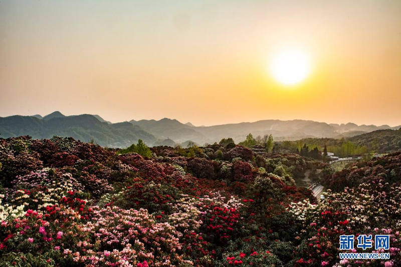 Guizhou: flores de azaleia entram em período de florescimento