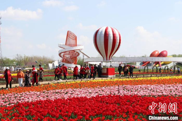 Jiangsu: Tulipas florescem em Dafeng