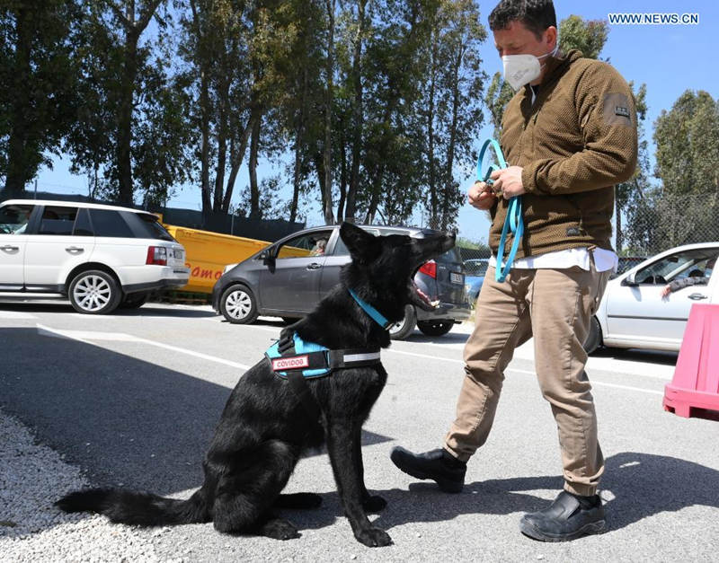 Roma: cachorros são treinados para detectar coronavírus