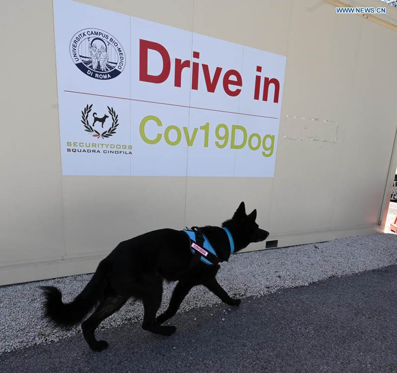 Roma: cachorros são treinados para detectar coronavírus
