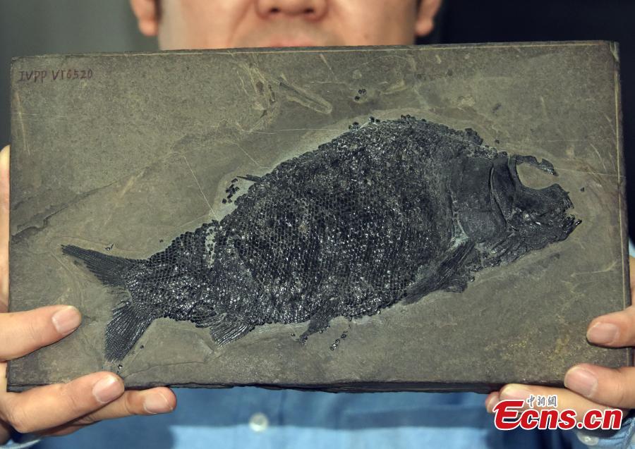 Cientistas chineses descobrem fósseis de peixe neopterígio de 244 milhões de anos

