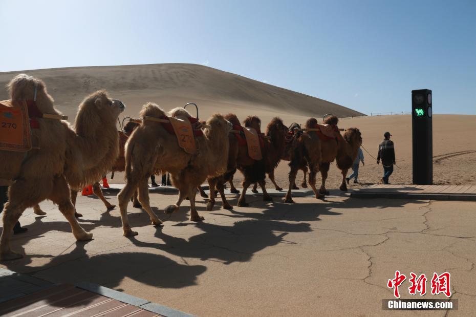 Gansu: Semáforos para camelos aparecem em Dunhuang