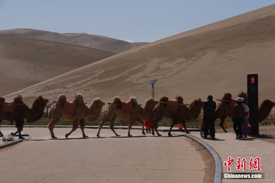 Gansu: Semáforos para camelos aparecem em Dunhuang