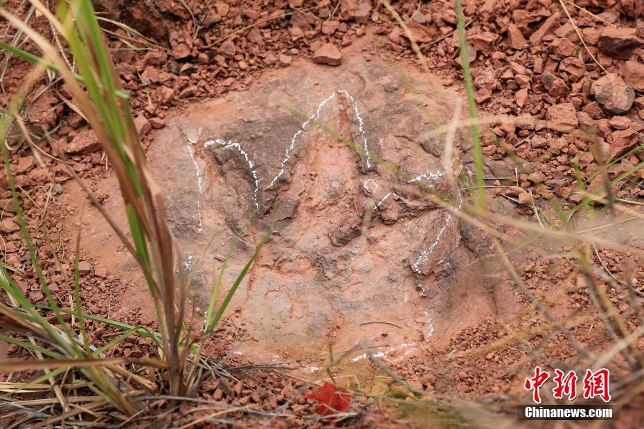 'Pista de dança de dinossauro' descoberta em Fujian, sudeste da China