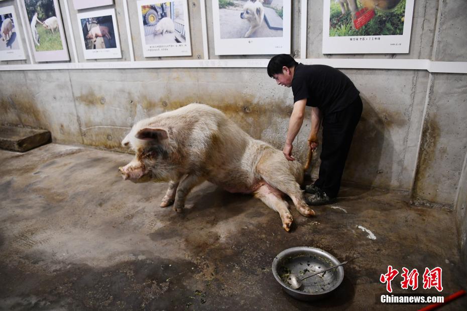 China: Porca sobrevivente do terramoto de Wenchuan celebra o seu 