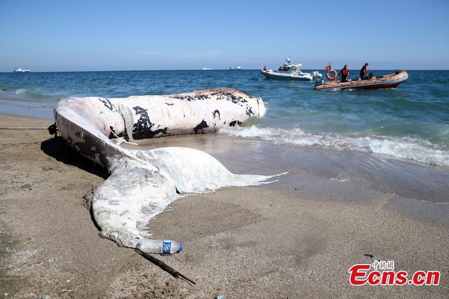 Baleia de 14 metros fica encalhada na costa turca