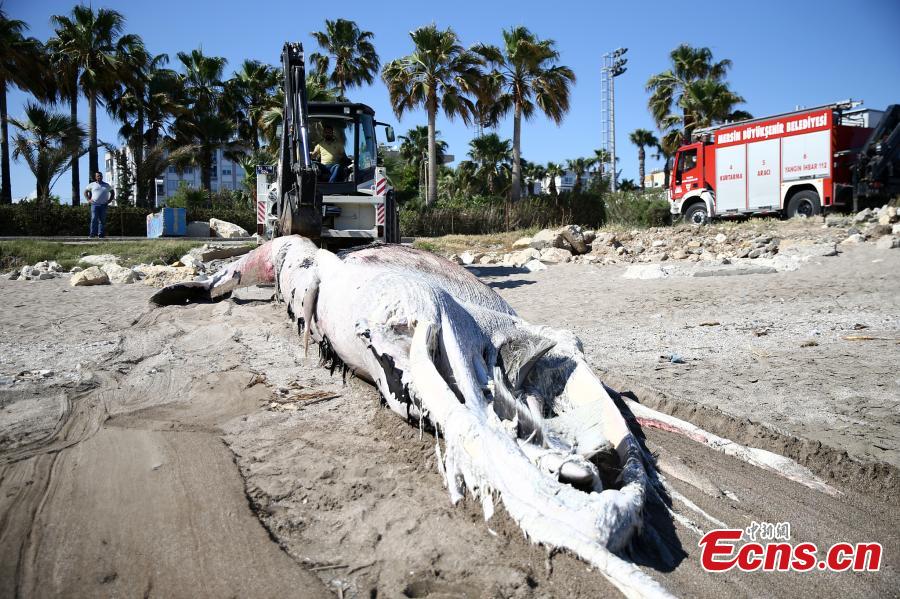 Baleia de 14 metros fica encalhada na costa turca