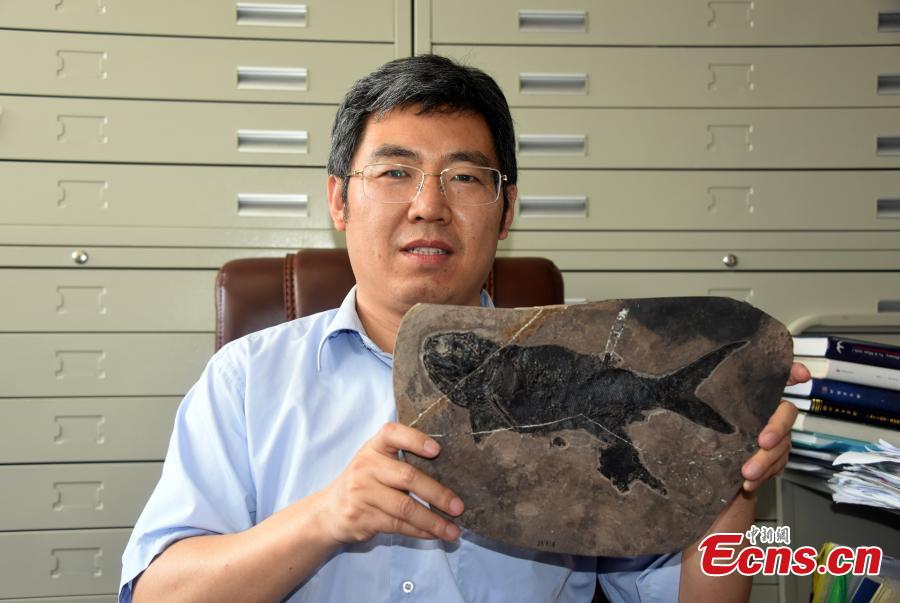Cientistas chineses descobrem fóssil de peixe actinopterígeo com 244 milhões de anos 