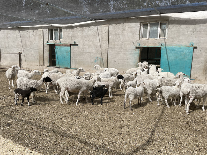 Cooperativa de pecuária em Xinjiang contribui para redução da pobreza