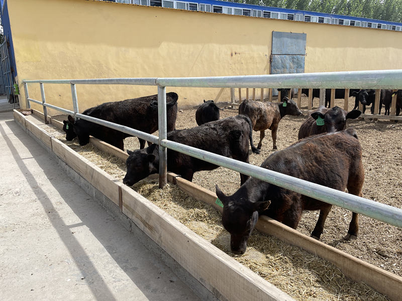 Cooperativa de pecuária em Xinjiang contribui para redução da pobreza