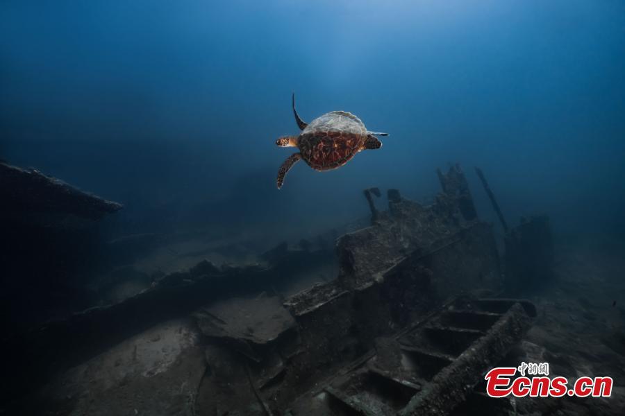 Mundo oceânico é revelado por fotógrafos subaquáticos em Hainan