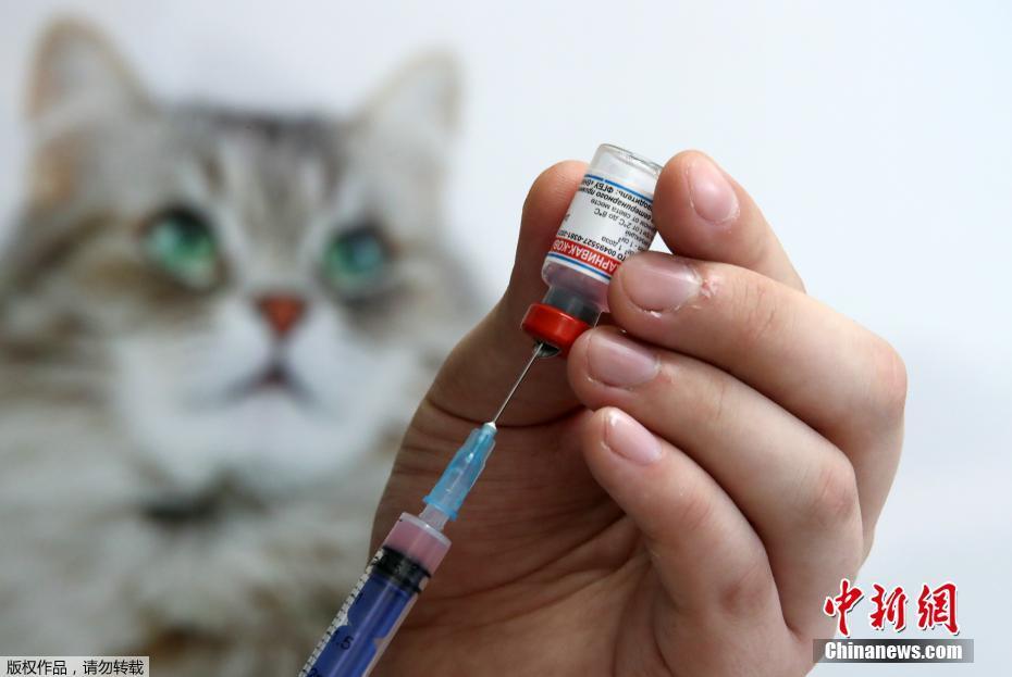 Rússia lança primeira vacina contra a Covid-19 para animais