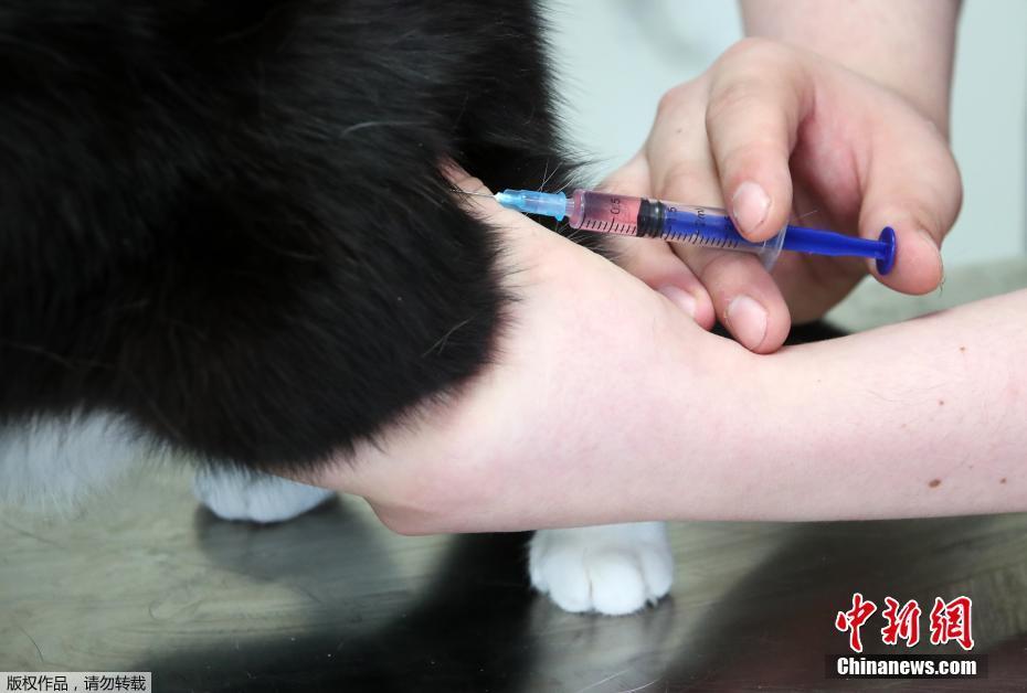 Rússia lança primeira vacina contra a Covid-19 para animais