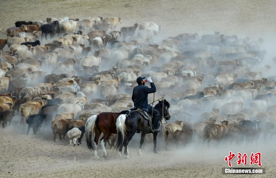 Xinjiang: Migração sazonal de rebanhos ocorre em Altay 
