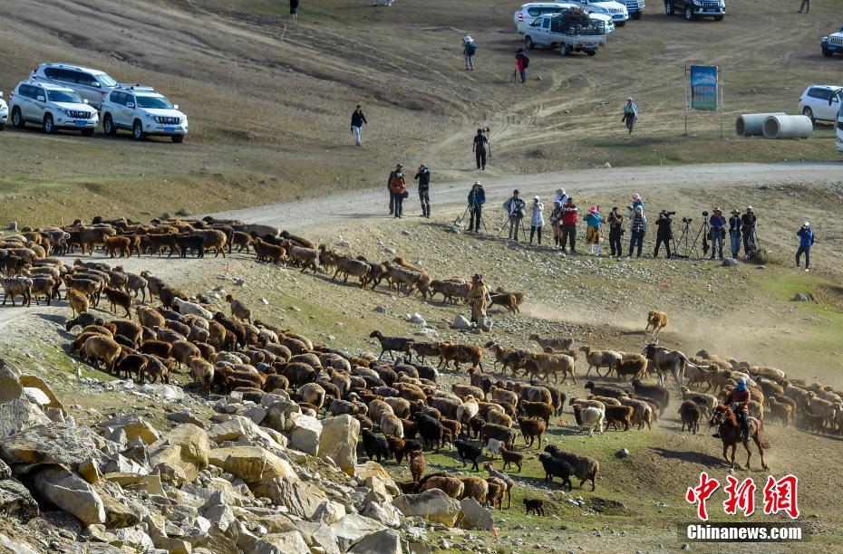 Xinjiang: Migração sazonal de rebanhos ocorre em Altay 