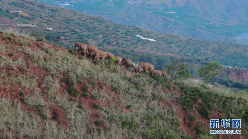 Manada de elefantes em migração da China percorre 9,3 km rumo a norte