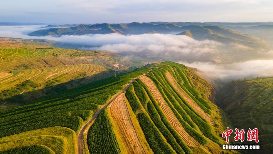 Galeria: bela paisagem dos campos em Ningxia