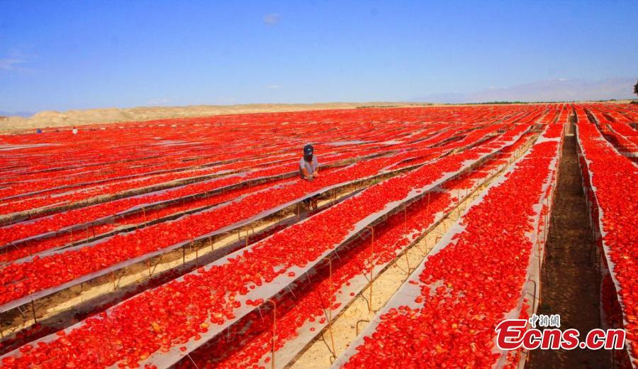 Galeria: Temporada de colheita de tomate em Xinjiang