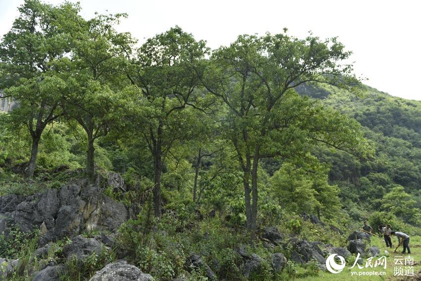 Yunnan: planta em vias de extinção vira fonte de rendimento da região
