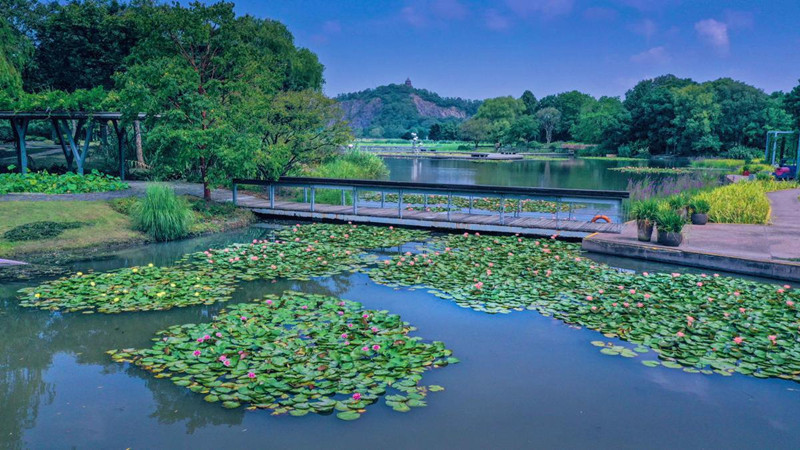 China: Jardim Botânico Chenshan de Shanghai realizará exibição anual de nenúfares    