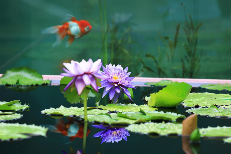 China: Jardim Botânico Chenshan de Shanghai realizará exibição anual de nenúfares    