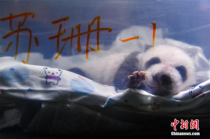 Galeria: gêmeos pandas em Sichuan