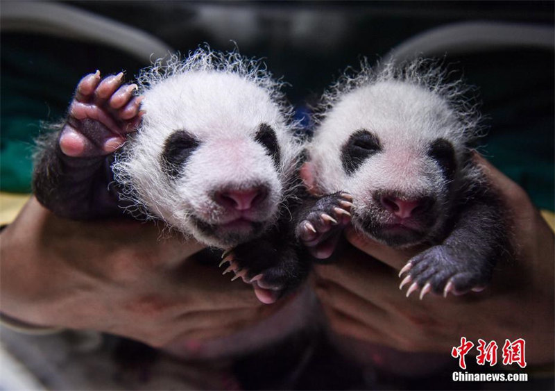 Galeria: gêmeos pandas em Sichuan