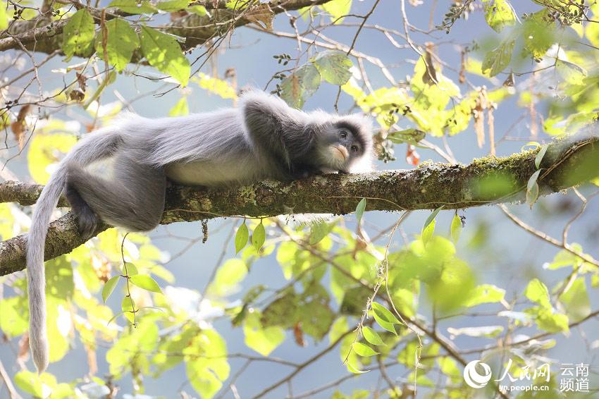 Yunnan: Mais de 2.000 espécimes de langur-cinzento protegidos a nível nacional