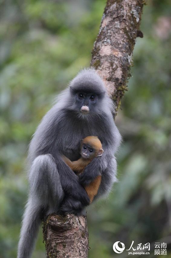 Yunnan: Mais de 2.000 espécimes de langur-cinzento protegidos a nível nacional