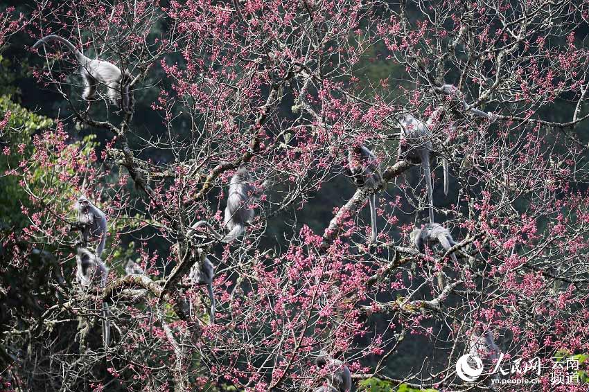 Yunnan: Mais de 2.000 espécimes de langur-cinzento protegidos a nível nacional