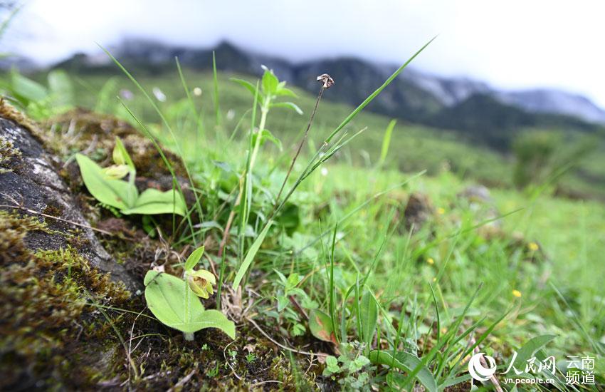 Após 25 anos cypripedium elegans é novamente avistada em Yunnan