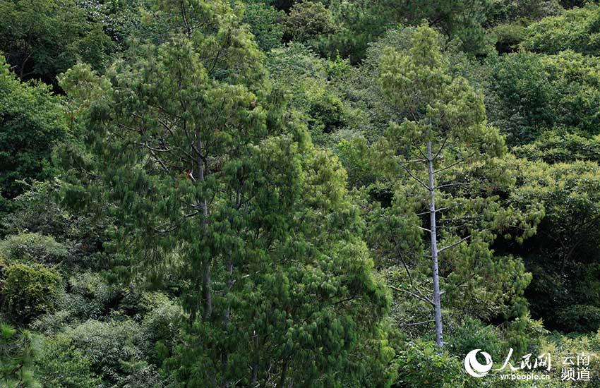 Yunnan: espécie ameaçada pinus quinquefolia com recuperação significativa