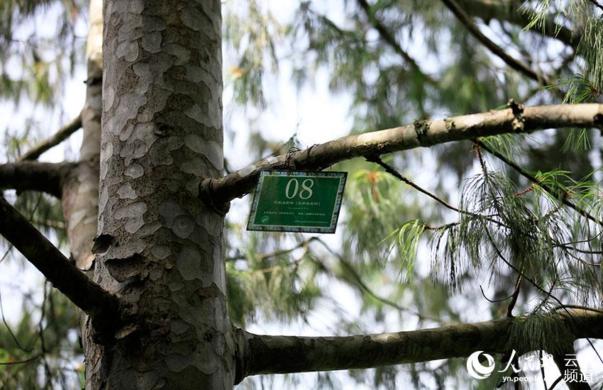 Yunnan: espécie ameaçada pinus quinquefolia com recuperação significativa