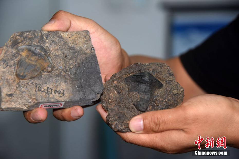 Primeira descoberta de fósseis de petalodontiformes na China data de há 290 milhões de anos