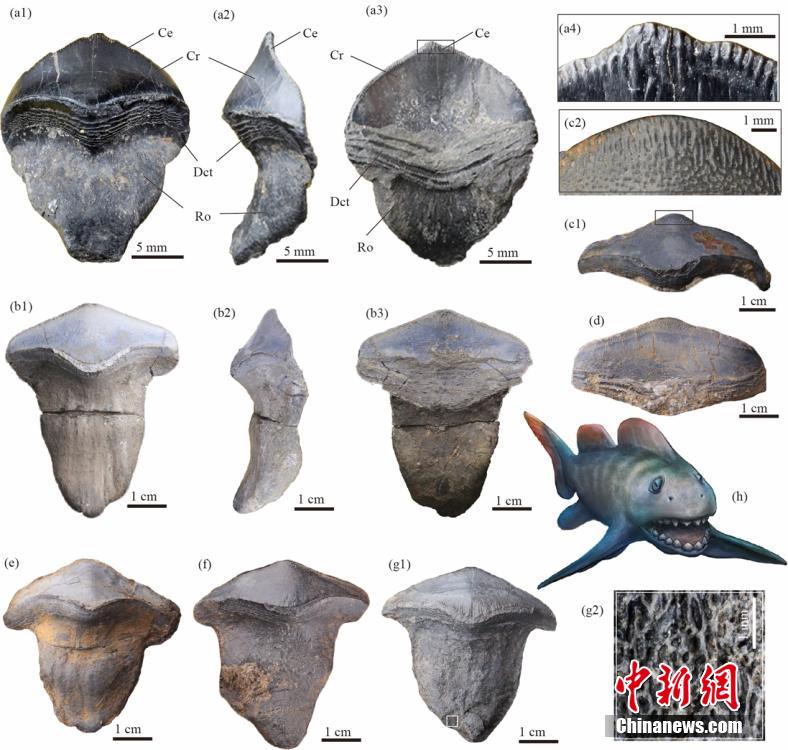 Primeira descoberta de fósseis de petalodontiformes na China data de há 290 milhões de anos