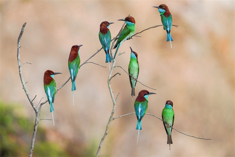 “Mais belas” aves da China são avistadas em Fujian