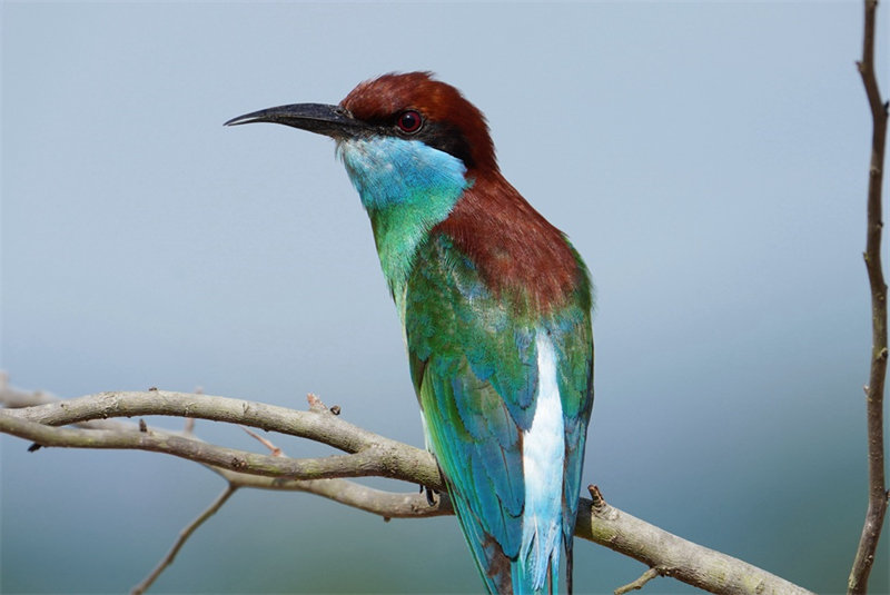 “Mais belas” aves da China são avistadas em Fujian