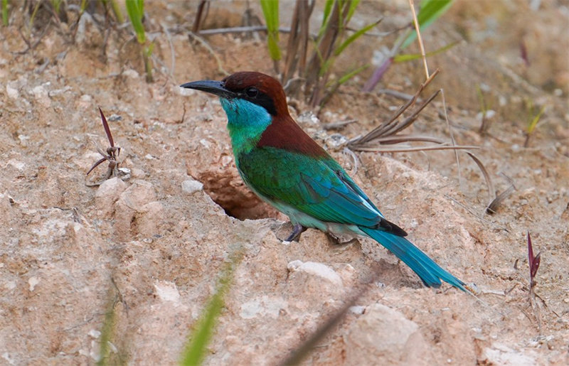 “Mais belas” aves da China são avistadas em Fujian