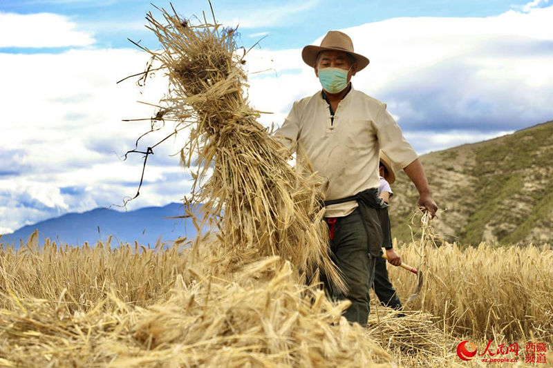 Tibete: temporada de colheita da cevada se inicia