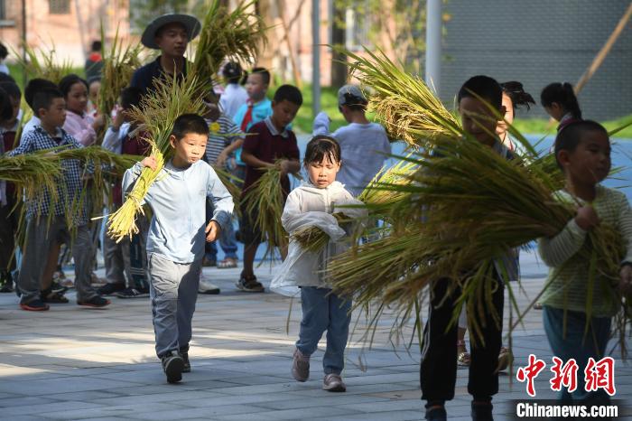 Chongqing: alunos de escola primária colhem arroz no campus