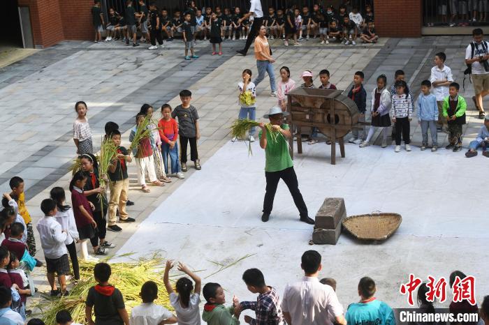 Chongqing: alunos de escola primária colhem arroz no campus