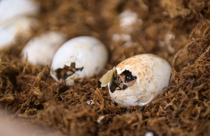 Anhui: grupo de jacarés incubados em cativeiro iniciam eclosão