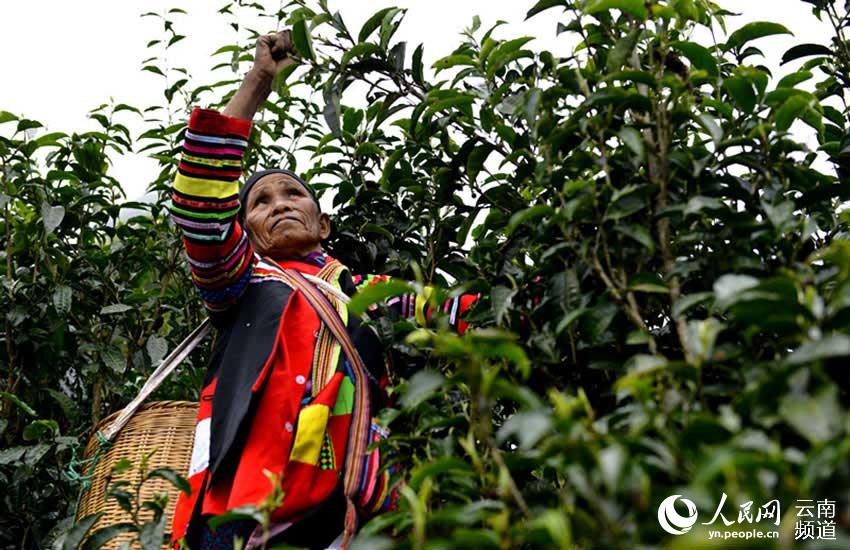 Galeria: Menghai, uma das mais antigas florestas de chá da China