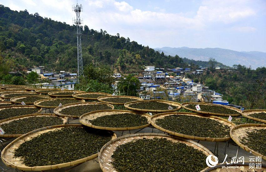 Galeria: Menghai, uma das mais antigas florestas de chá da China