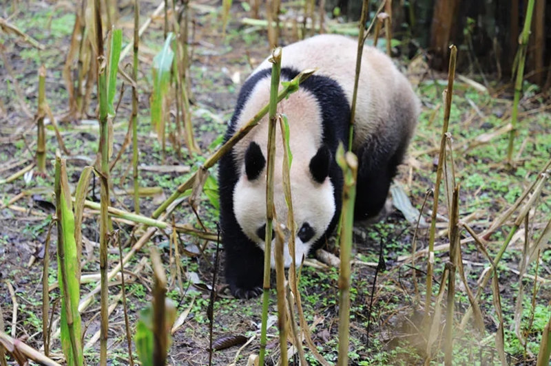 Panda gigante aparece num campo de milho