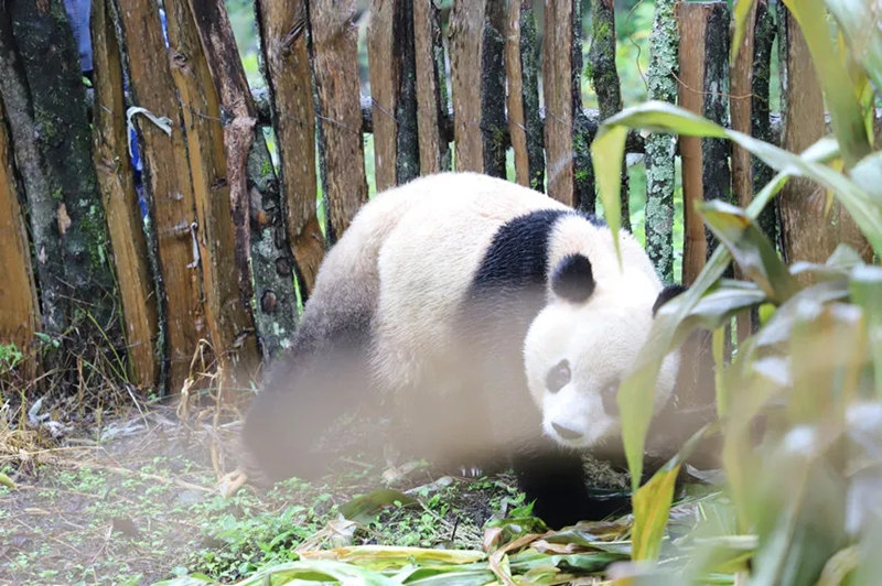 Panda gigante aparece num campo de milho