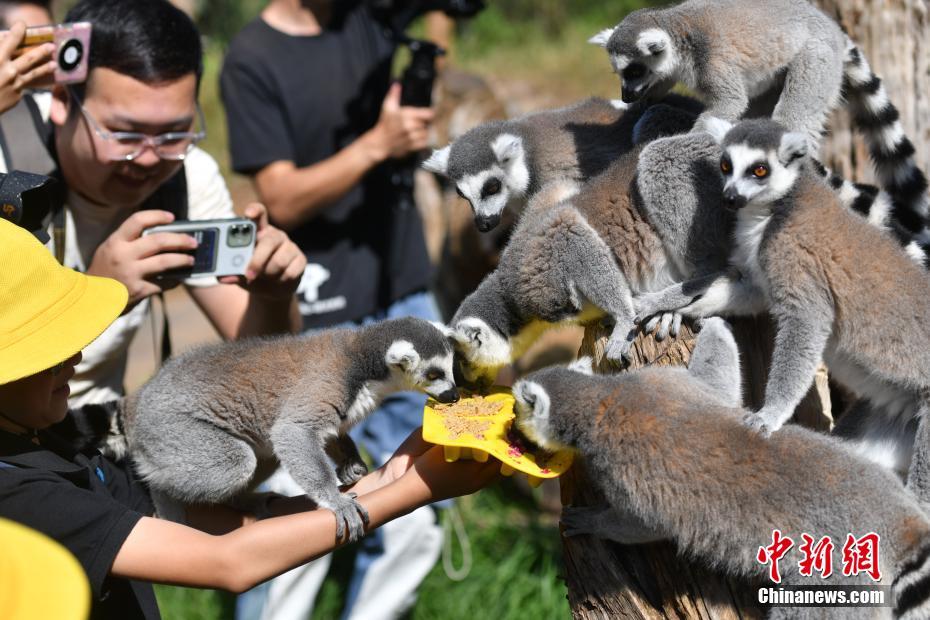 Kunming: animais desfrutam de “bolo lunar”
