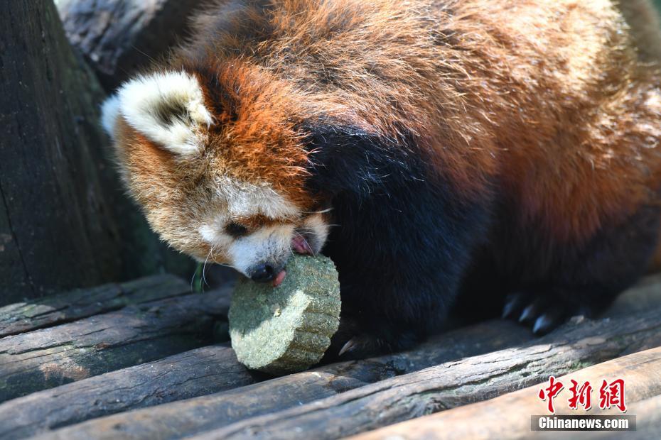 Kunming: animais desfrutam de “bolo lunar”