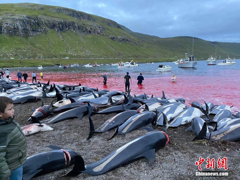 Quase 1.500 golfinhos foram abatidos em evento de caça na Dinamarca