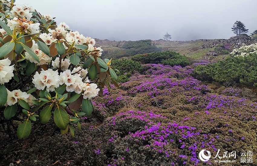 Yunnan estabelece banco de genes de Rhododendron lapponicum